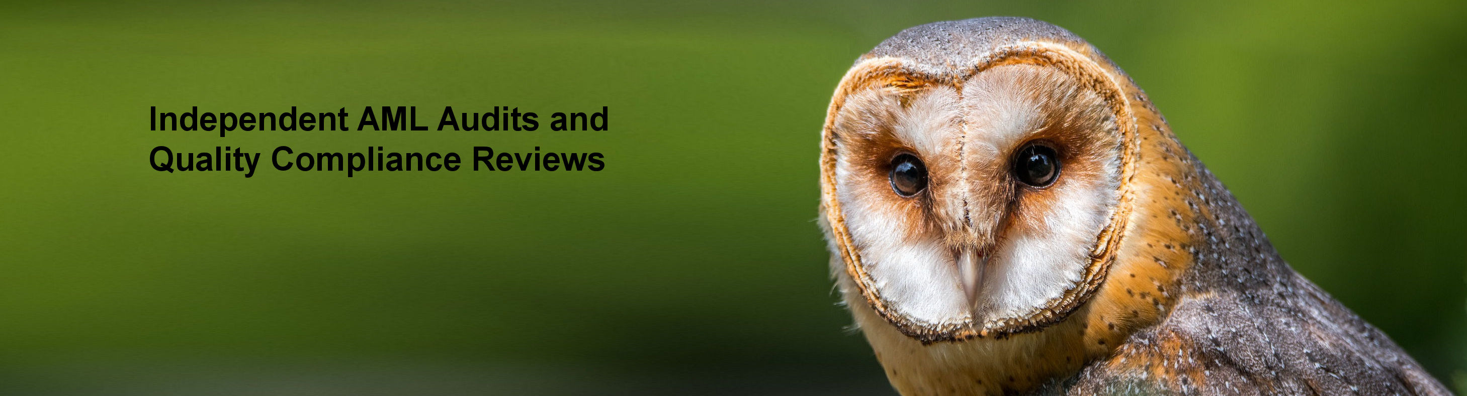 Slide 3: Independent AML Audits and Quality Compliance Reviews - An owl stares out of the screen